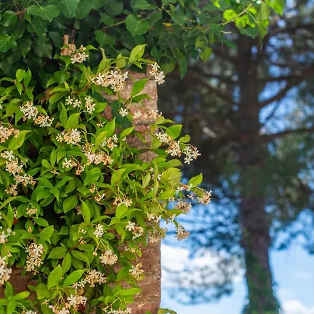 Lägenhet Caselunghe Exclusive Siena